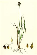 Carex lagopina; Hare's-foot Sedge