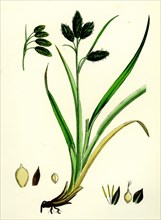 Carex atrata; Black Sedge