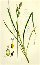 Carex Buxbaumii; Hoary Sedge