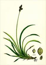 Carex rigida; Stiff Mountain Sedge