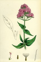 Centranthus ruber; Red Valerian