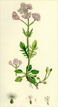 Valeriana dioica; Small Marsh Valerian