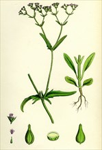 Valerianella dentata; Narrow-fruited Lamb's-lettuce