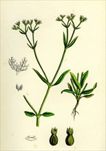 Valerianella eriocarpa; Hairy-fruited Lamb's-lettuce