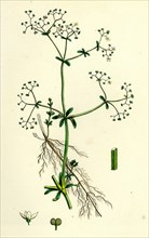Galium palustre, var. elongatum; Marsh Bedstraw, var. a.