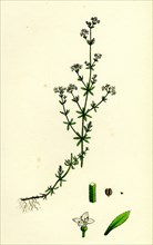 Galium palustre, var. Witheringii; Marsh Bedstraw, var. y.