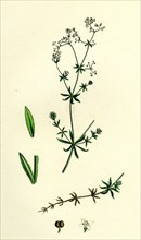 Galium uliginosum; Rough Marsh Bedstraw