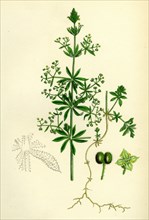 Galium Vailantii; Hispid-fruited Corn Bedstraw
