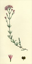 Asperula cynanchica; Squinancy-wort