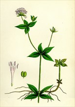 Asperula taurina; Four-leaved Woodruff