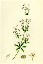 Galium erectum, var. aristatum; Narrow-leaved Great Bedstraw, var. y