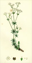 Galium sylvestre; Slender Bedstraw