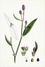 Polygonum Persicaria, var. genuinum; Spotted Persicaria, var. a.
