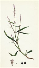 Polygonum minus; Small Persicaria