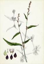 Polygonum mite; Lax-flowered Persicaria