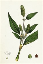 Polygonum lapathifolium, var. genuinum; Glandular Persicaria, var. a.
