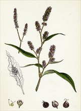 Polygonum lapathifolium, var. nodosum; Glandular Persicaria, var. B.