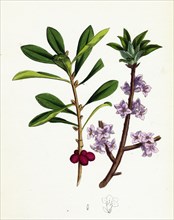 Daphne Mezereum; Mezereon