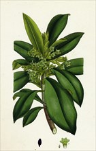 Daphne Laureola; Spurge Laurel