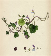 Linaria Cymbalaria; Ivy-leaved Toadflax