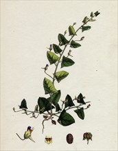 Linaria Elatine; Sharp-leaved Fluellin