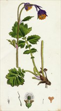 Geum rivale; Water Avens