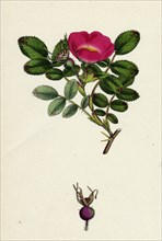 Rosa mollissima; Soft-leaved Rose