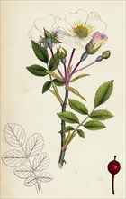 Rosa arvensis; White-flowered trailing Rose