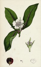 Mespilus germanica; Wild Medlar