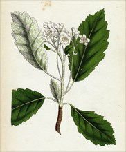 Pyrus scandica; Lobed-leaved White-beam