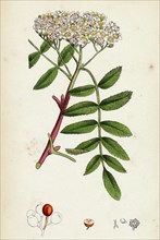 Pyrus aucuparia; Mountain-ash