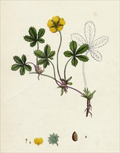 Potentilla reptans; Creeping Cinquefoil