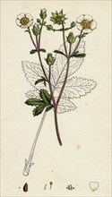 Potentilla rupestris; Strawberry-flowered Cinquefoil