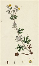 Potentilla argentea; Hoary Cinquefoil