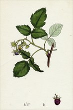 Rubus Idaeus; Raspberry