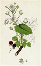 Rubus suberectus; Suberect Bramble