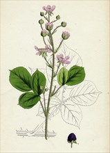 Rubus mucronulatus; Cuspidate-leaved Bramble