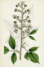 Rubus Radula; File-stemmed Bramble