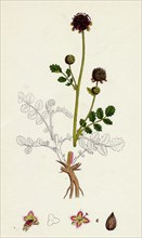 Poterium Sanguisorba; Common Salad Burnet