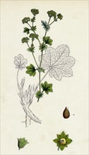 Alchemilla vulgaris; Common Lady's-Mantle