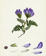 Astragalus hypoglottis; Purple Milk-Vetch