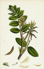 Astragalus glycyphyllus; Sweet Milk-Vetch