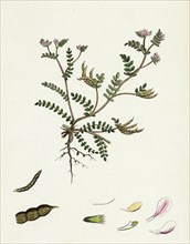 Ornithopus perpusillus; Least Bird's-Foot