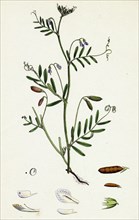Vicia tetrasperma; Four-seeded Slender Tare