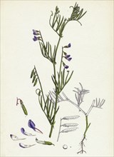 Vicia gracilis; Many-seeded Slender Tare