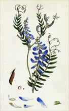 Vicia Cracca; Tufted Vetch