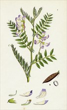 Vicia Orobus; Wood Bitter Vetch