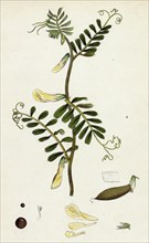 Vicia hybrida; Hairy-flowered Vetch