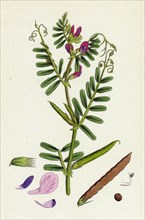 Vicia eu-sativa; Common Cultivated Vetch