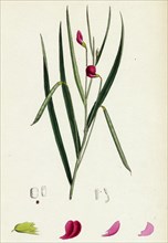 Lathyrus Nissolia; Grass-leaved Vetchling